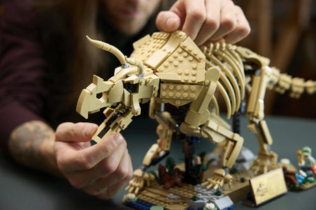 LEGO Jurassic World 77985 Triceratops-fossil – en voksen justerer modellens kranie