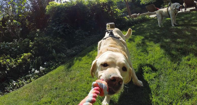 GoPro - Fetch GoPro