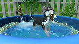 Little Friends: Puppy Island – Nintendo Switch – skærmbillede 2